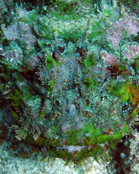 Green Scorpion Fish, Roatan, Honduras.  Taken with Canon ... by James M. Hollister 